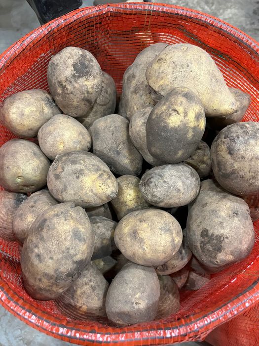 Продам картофель тендерный/нелеквид