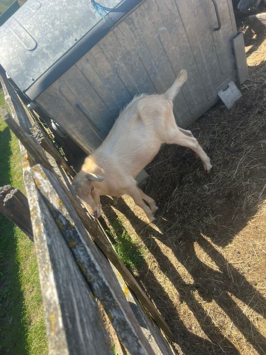 Vand sau schimb tap metis alpin francez mai multie detalii la numarul