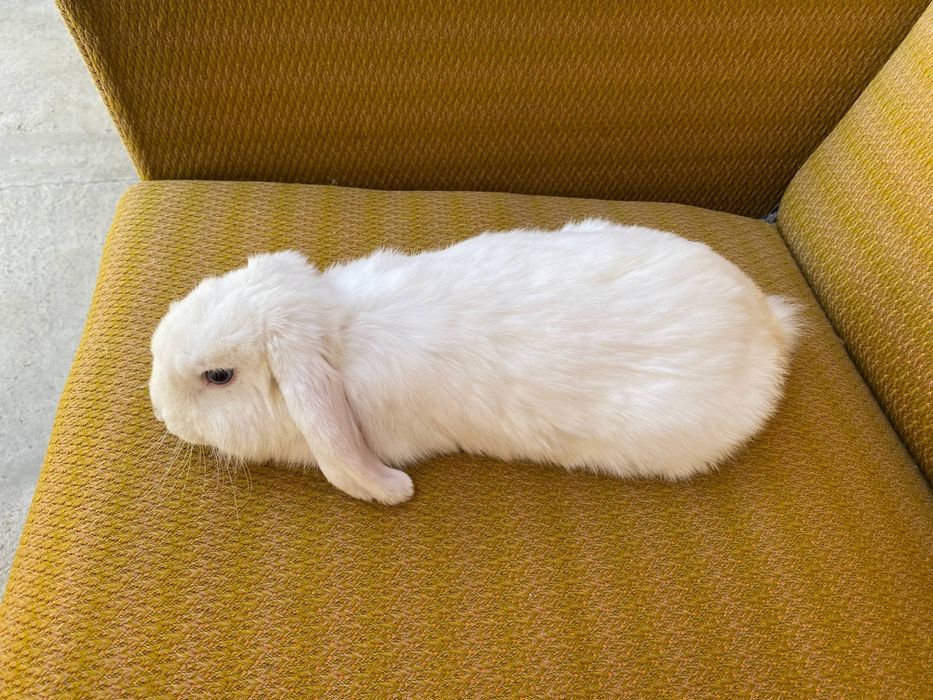 Quyon minilop
Sarigi karlik baran