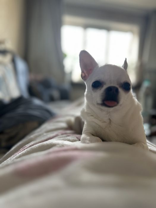 Продам собак пудель чихуа