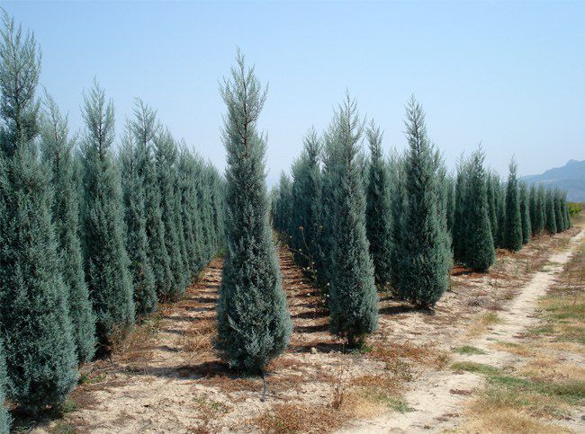 Галулубой кипарис