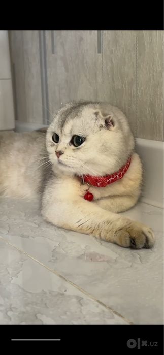 На продаже шотланская девочка