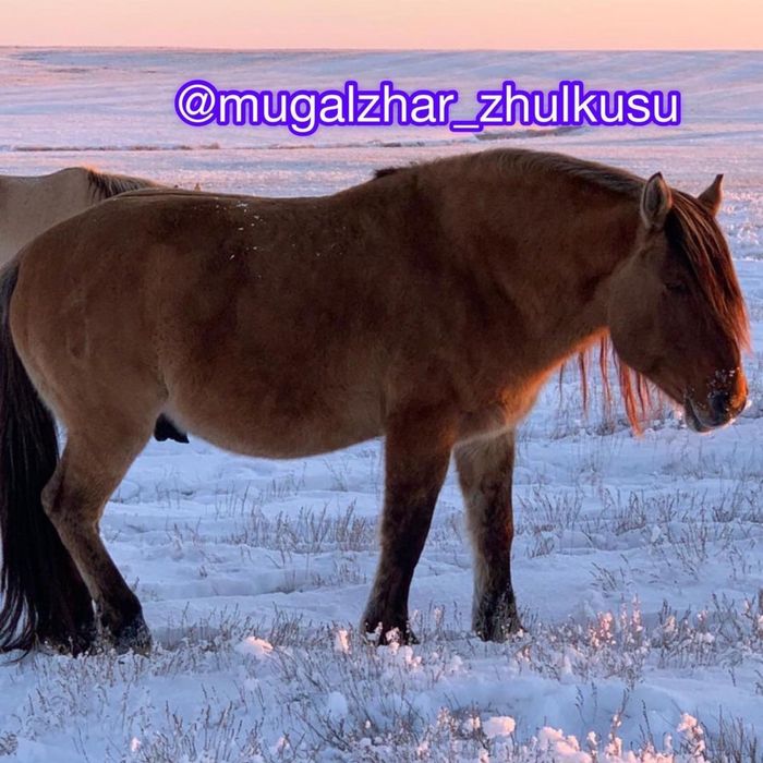 Мұғалжар Айғыр сатылады 5 жасар