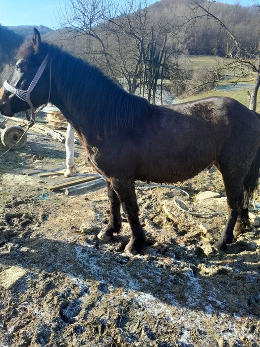 Vànz mànz castrat de 1an si 6 luni mai multe detali la telefon  074150