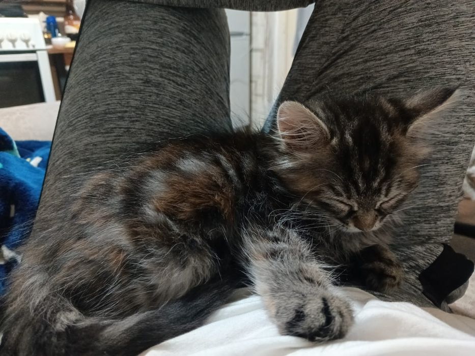 Котята девочки в добрые руки