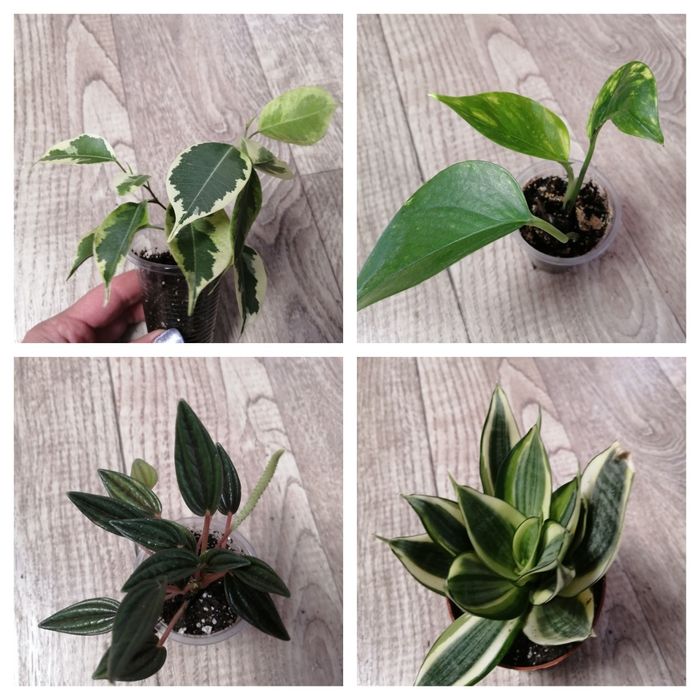 Продам комнатные цветы