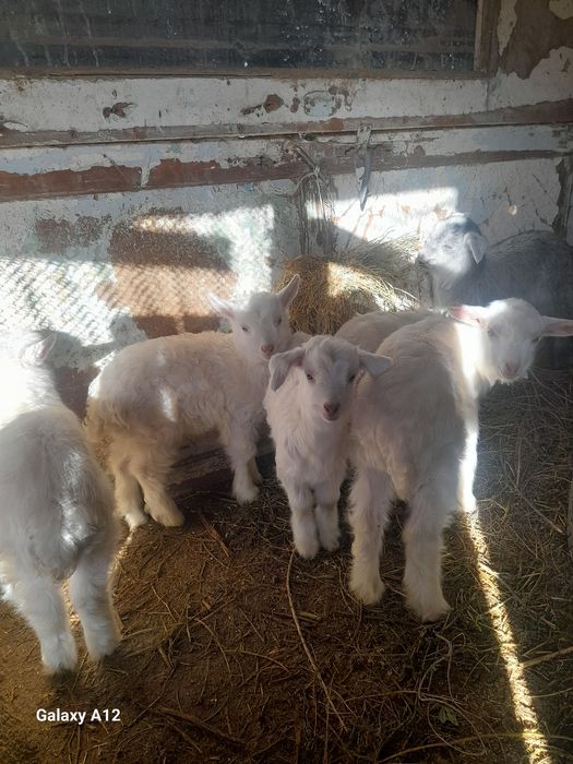 Занен лактар сатылады