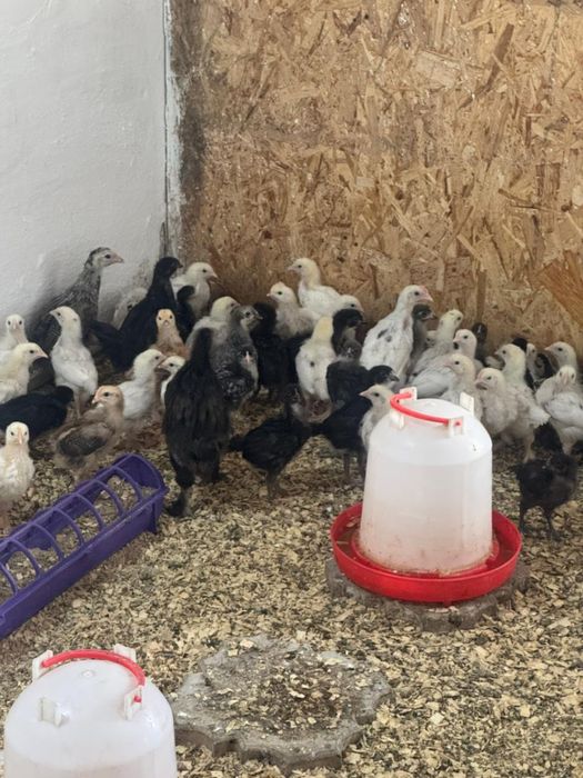 Хасики 2 месячные