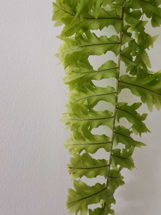 Стайна папрат, къдрева