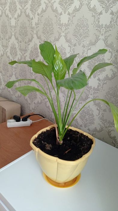 Продам цветок женское счастье