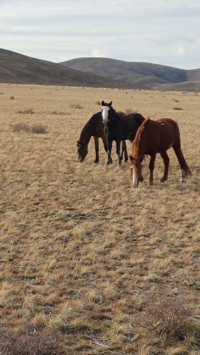 Семіз соғымдар сатылады