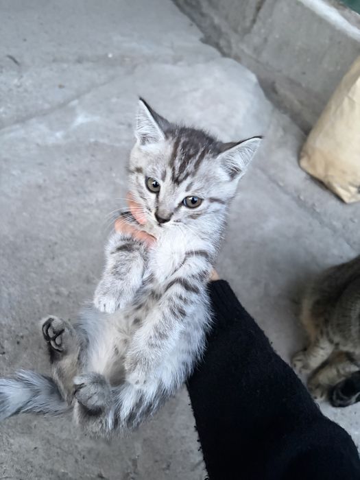 Продам котенка девочка