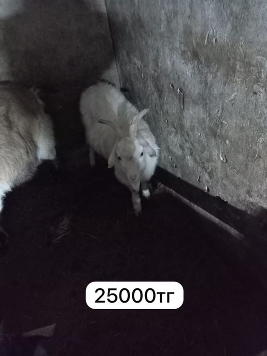 Коз / Ешкілер сатылады