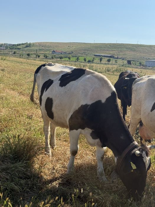 Vând vacă,pentru mai multe detalii mesaj in privat