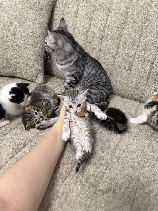 Котята Скотиш страйт