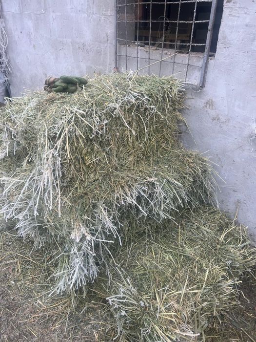 Клевер (жонышка)