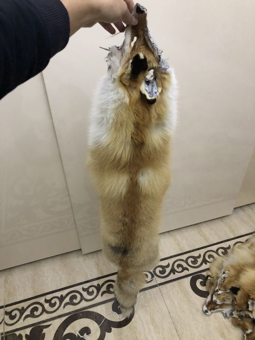 Натуральный мех лисы тулки