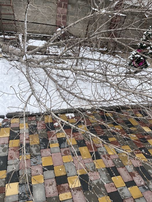 Дрова за бесплатно забрать