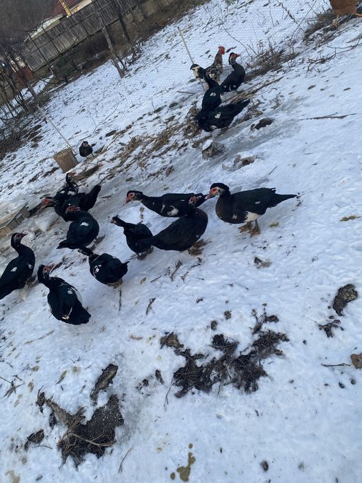 Vand rațe leșești