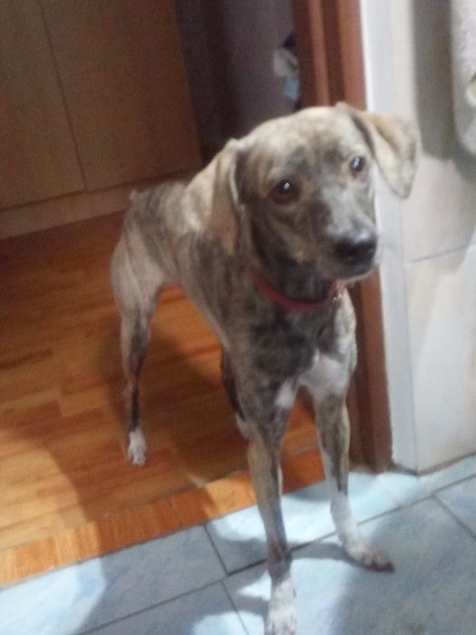 Dau in adopți. Metis cu ogar 1 an