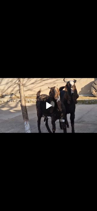 Коза Ешкі Коза ешкі