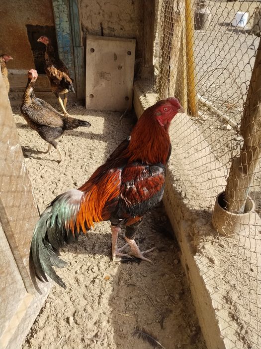 Даканы хороших кровей