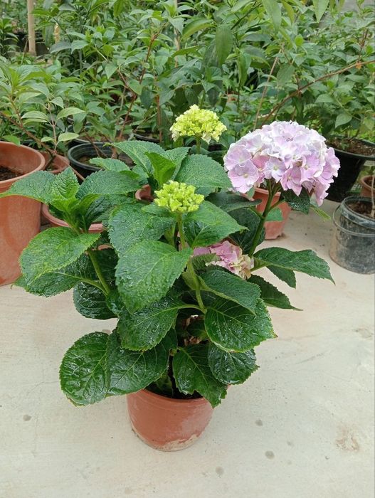 Гортензиялар бог ва  уйингиз учун