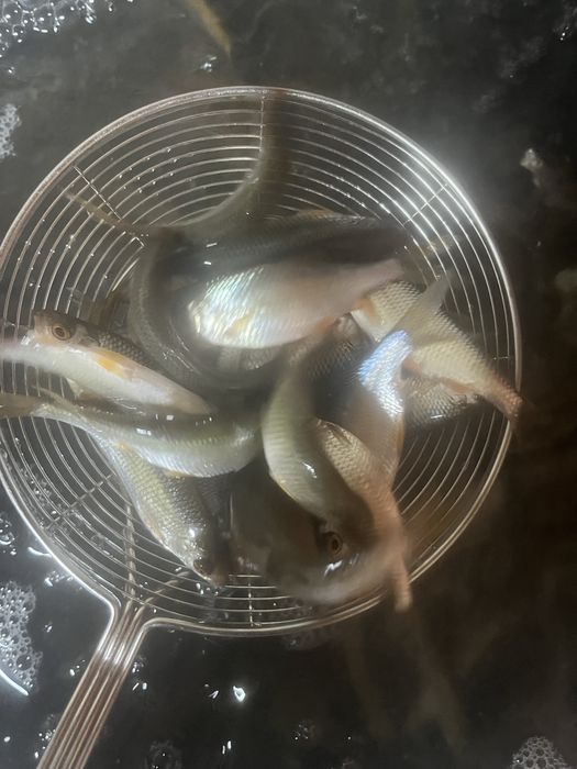 Чебак на щуку, судака 100 тг