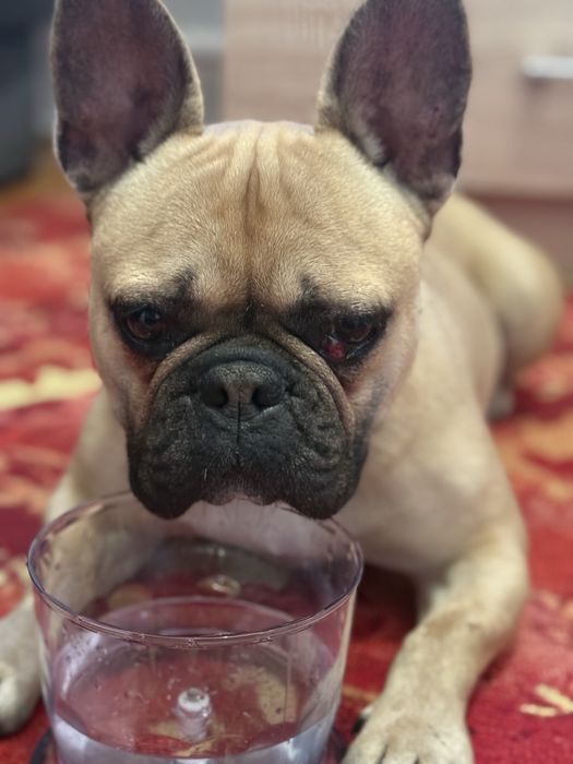 Собака француский бульдог