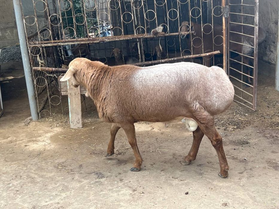 Куеларни  зур и бор ҳар кил маросимлар учкн