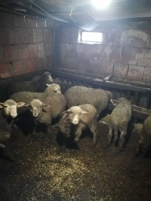 Агнета за Великден