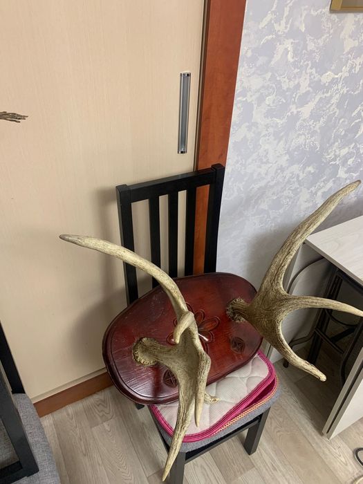 Продам Оленьи рога реальному клиенту уступлю оригинал