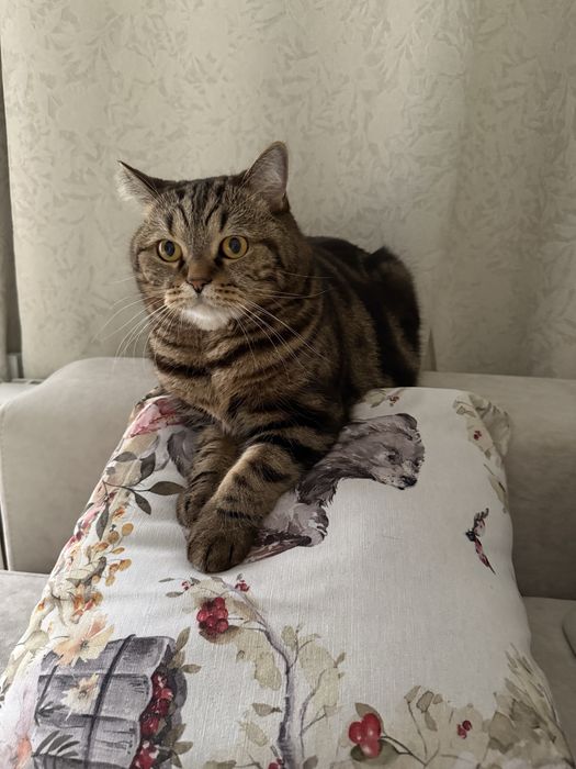 Отдам кота в хорошие руки