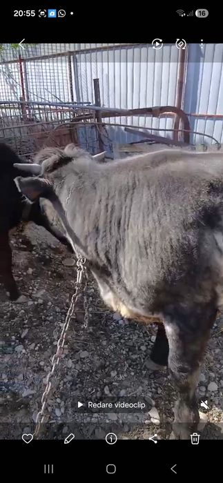 Taur Blue Belgian s-a vândut