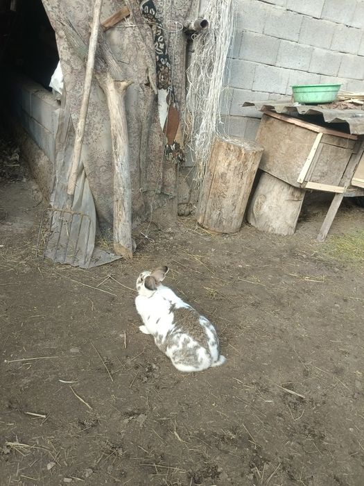 Продам крольчиху и кролов