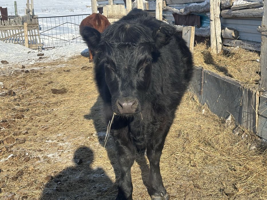 Ангус кашар сатылады