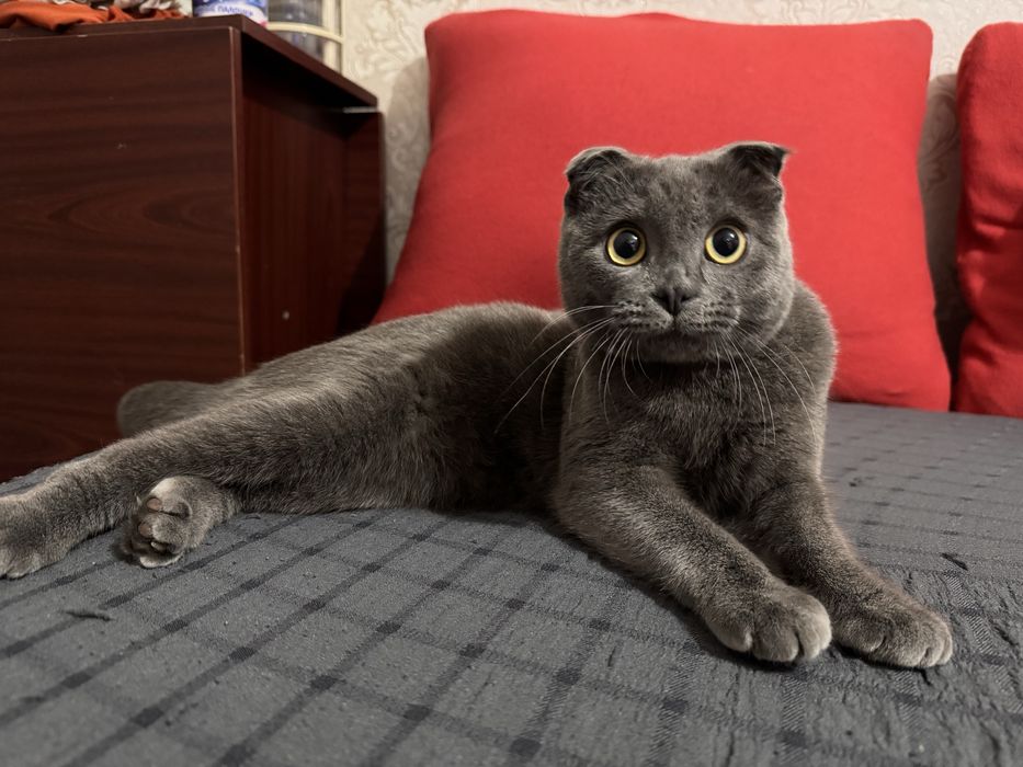 Ищем кошку для вязки