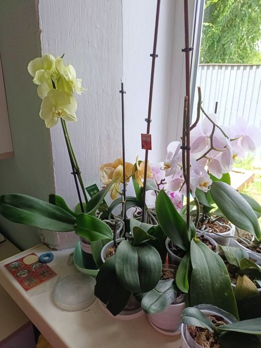 Цветы орхидеи много