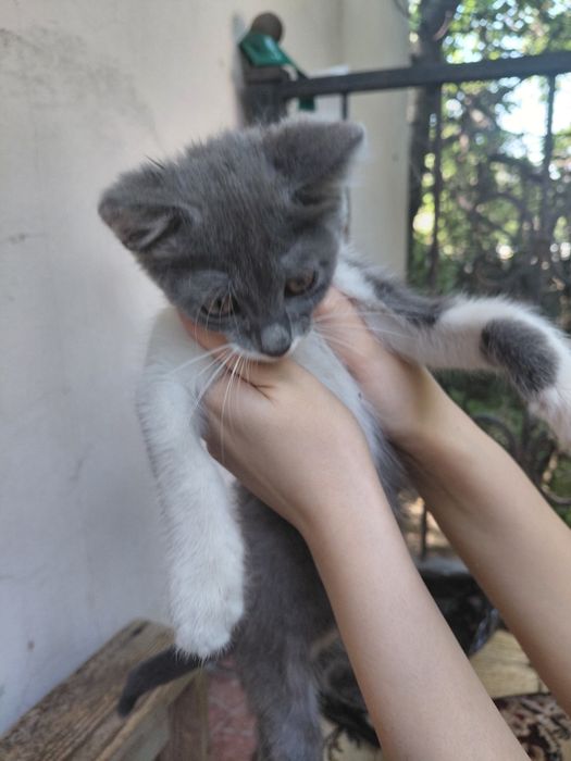 Отдам тыгыдык котенка