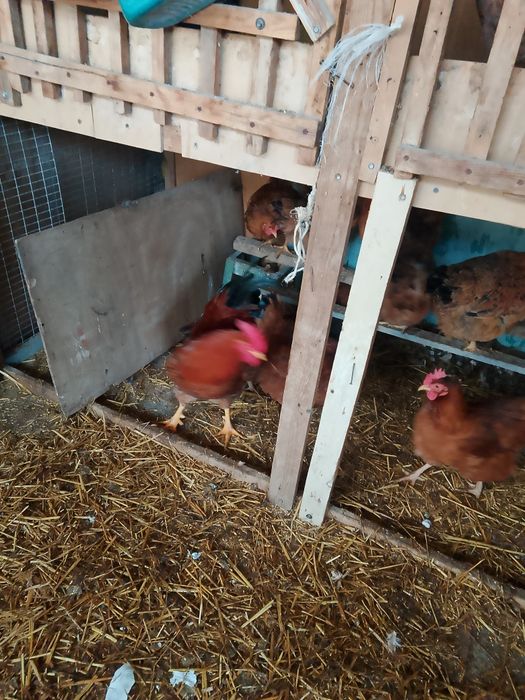 Продаются куры и петухи