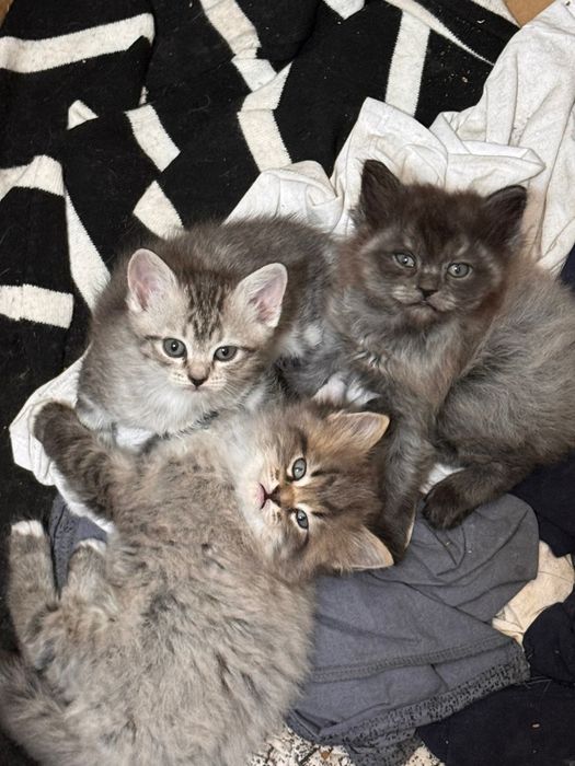 Котята малыши ищут дом