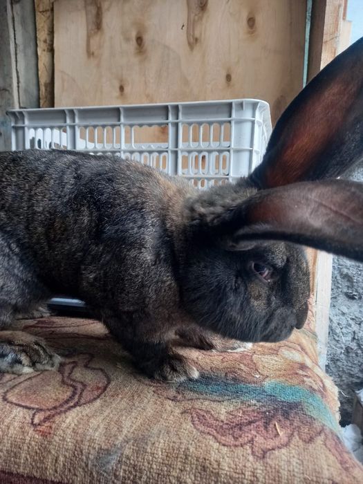 Продам кроликов. Фландр.