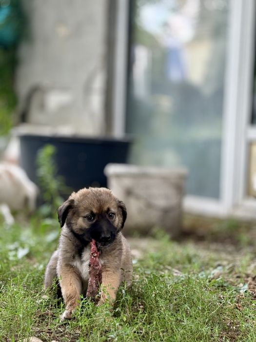 Catelusa curte pentru adoptie
