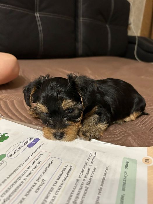 Вязка собаки йорка мальчика