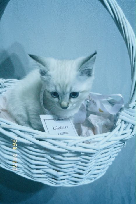 Котик шотландский
