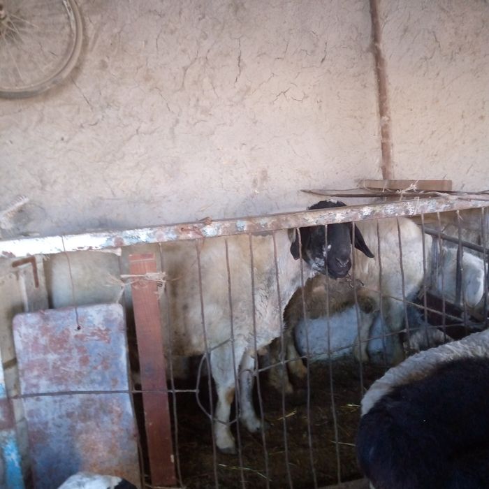 Кучкорлар сотилади