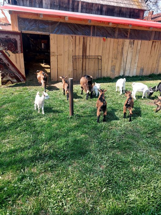 Capre la prima și a doua fătare.