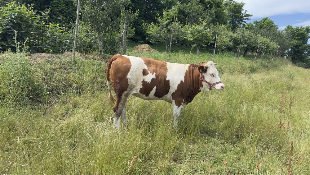 Vând junica gestantă