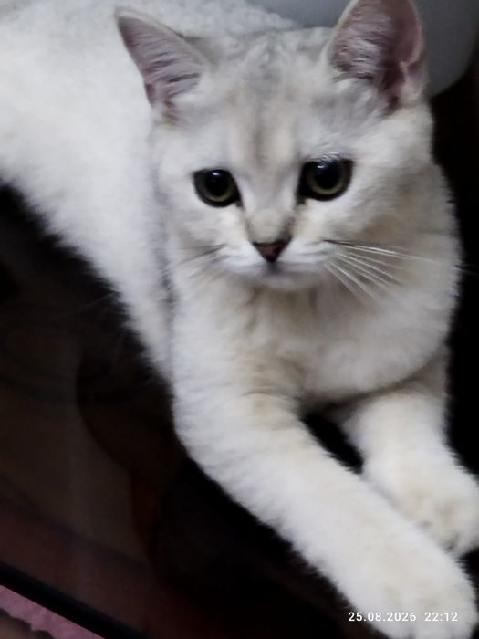 Срочно продается котенок