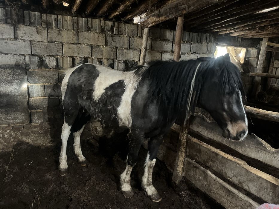 4 жасар жылкы сатылады